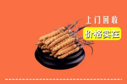 来凤县回收冬虫夏草